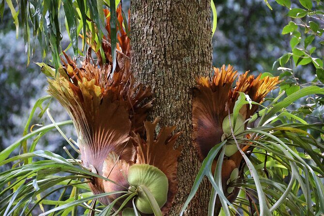 Private tour of Kiama Blowholes, Sea Cliff Bridge and Wattamolla - A Detailed Look at the Tour Experience