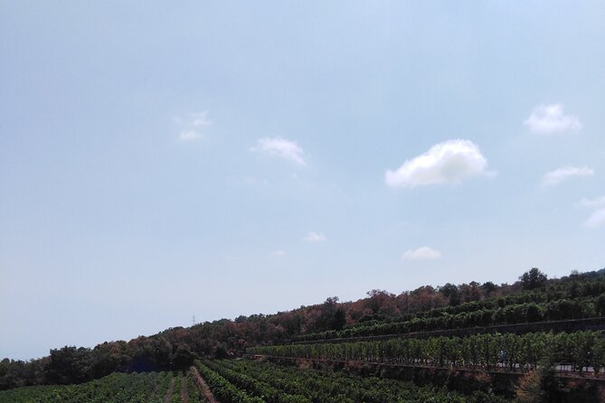 Private Tour of Mount Etna With Etna Doc Wine Tasting - Wine Tasting at Gambino Winery