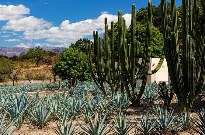Private Tour of Teuchitlan Archaeological Area and Tequila Motorcycle Tour - Who Should Consider This Tour?