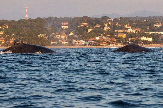 Private Tour of the Beaches of Puerto Escondido in Lancha - An in-depth look at the tour experience