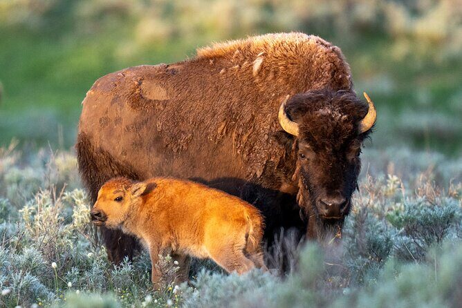 Private Tour of Yellowstone Lower Loop - FAQ  