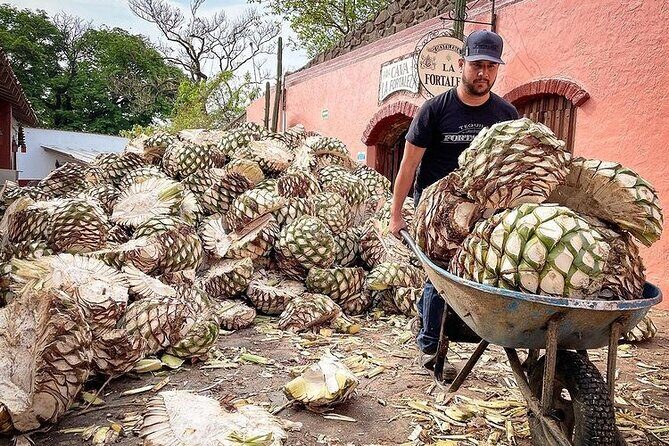 Private Tour one day in Guachimontones and La Fortaleza Distillery - Practicalities and Tips for Travelers