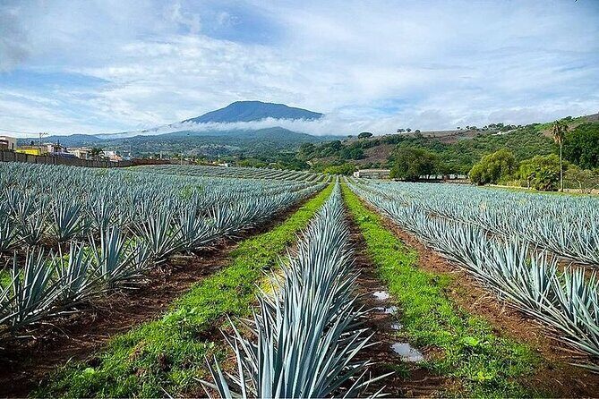 Private Tour one day in Guachimontones and La Fortaleza Distillery - FAQs