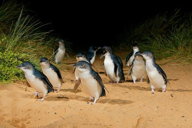 [Private Tour] Penguin Parade Phillip Island Tour. - Key Points