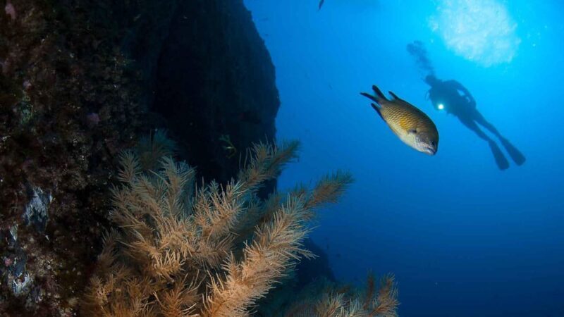 Private tour | Ponta de São Lourenço (Scuba & Snorkeling) - What makes this tour worth considering