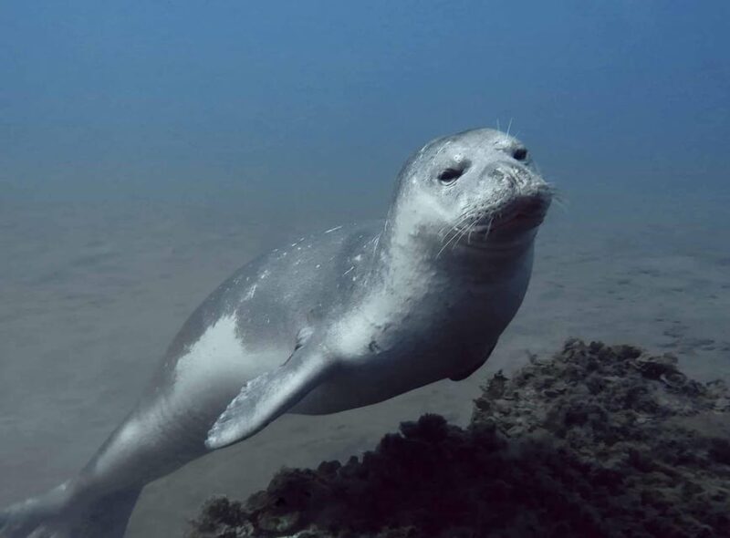 Private tour | Ponta de São Lourenço (Scuba & Snorkeling) - What You’ll Love About the Experience