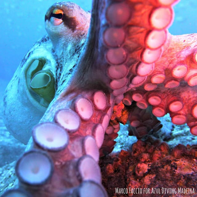 Private tour | Ponta de São Lourenço (Scuba & Snorkeling) - Who should consider this tour?
