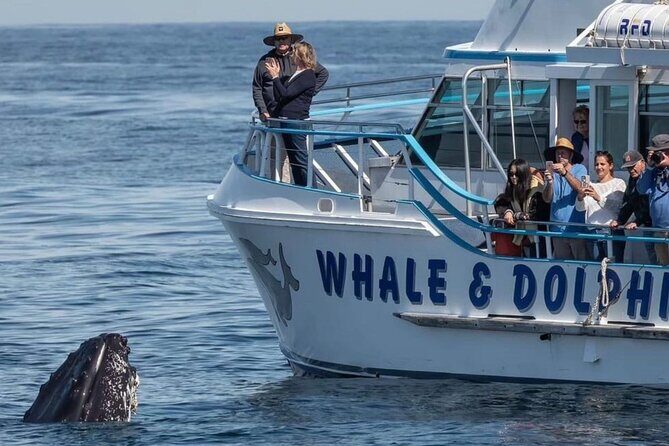 Private tour: Port Stephens, departing Newcastle - Whales! - Key Points