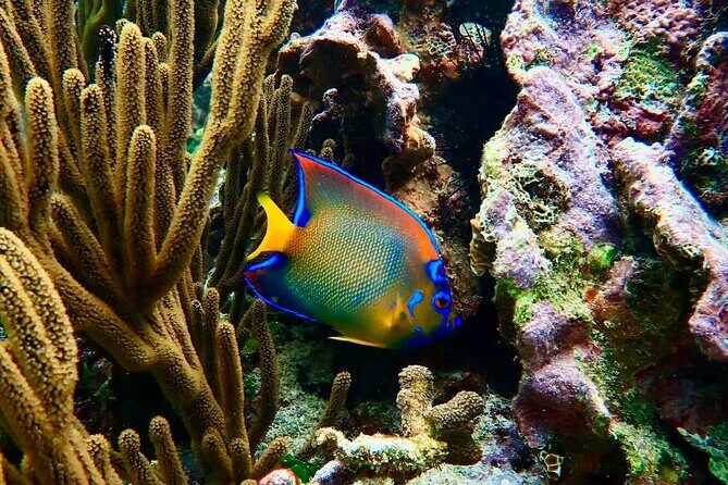 Private Tour Reefs and Corals Puerto Morelos Snorkel Lunch - Why This Tour Is Worth Considering