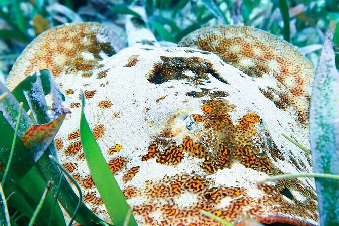 Private Tour Reefs and Corals Puerto Morelos Snorkel Lunch - Who Should Book This Tour?