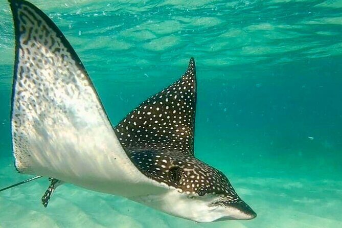 Private Tour Reefs and Corals Puerto Morelos Snorkel Lunch - FAQ: Practical Questions Answered