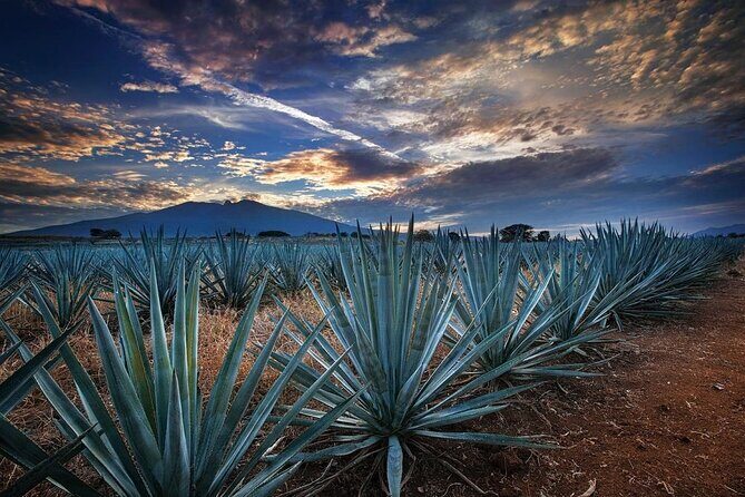 Private Tour Route Elaboration of Tequila in Guadalajara - FAQ