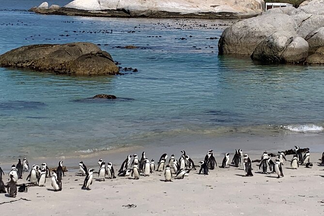Private Tour: Table Mountain Boulders Beach Penguin Cape Point - Pickup and Meeting Points