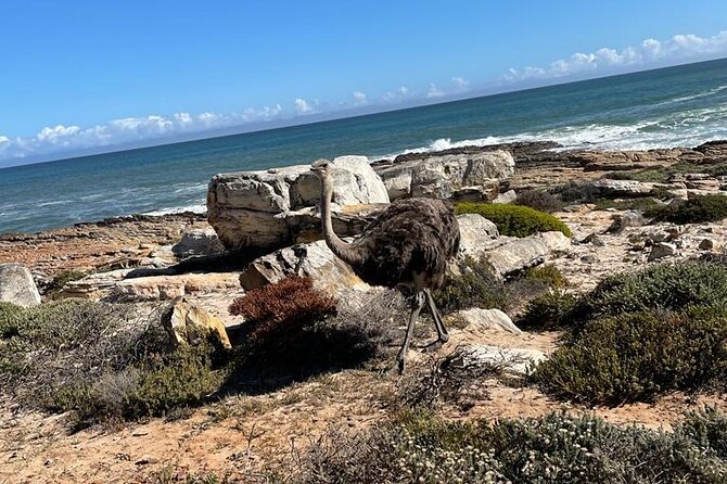 Private Tour: Table Mountain Boulders Beach Penguin Cape Point - Table Mountain Excursion