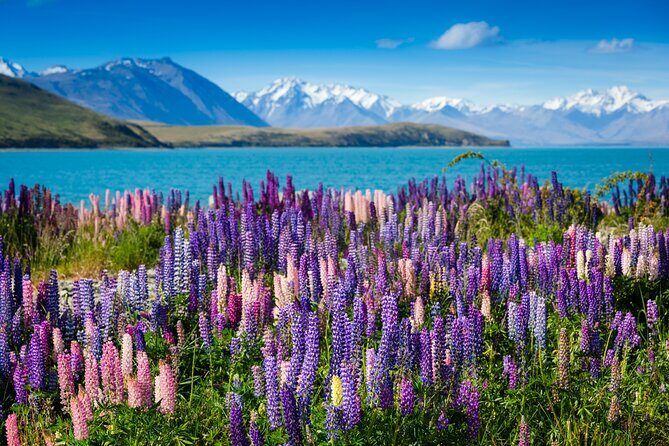 Private Tour Tekapo from Christchurch - Discover the Beauty of New Zealand on a Private Tekapo from Christchurch Tour