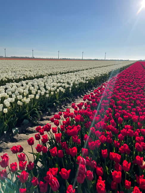 Private Tour, Tesla from Amsterdam: Keukenhof & Tulip Fields - Transportation & Comfort