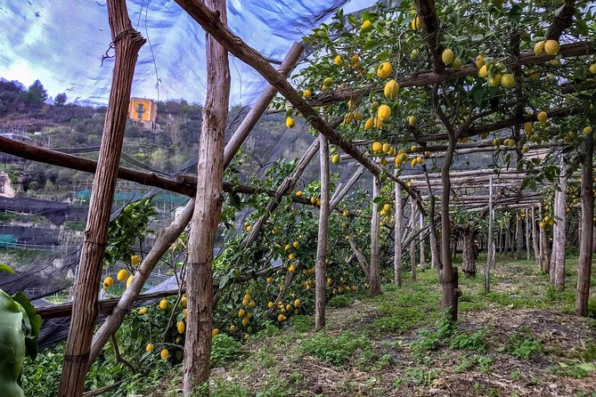 Private Tour: The Path of the Lemons - Important Tour Details