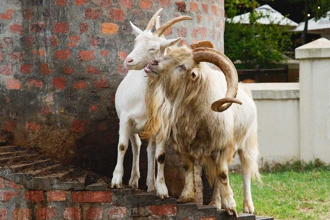 Private Tour to 20 Wine Tasting in Stellenbosch and Franschhoek - Participant Requirements