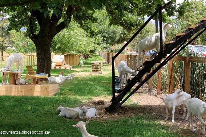 Private Tour to 20 Wine Tasting in Stellenbosch and Franschhoek - Frequently Asked Questions