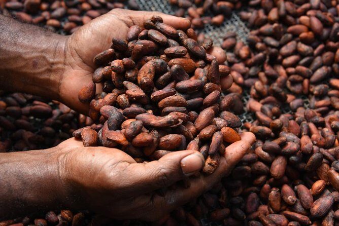 Private Tour to Aelan Chocolate Factory in Port Vila - Authenticity and Community Impact