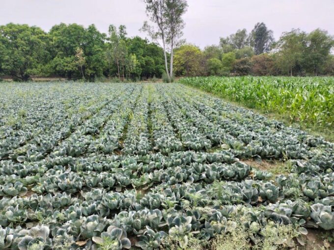 Private Tour to an Indian Village & Cooking Class - Activities and Participation