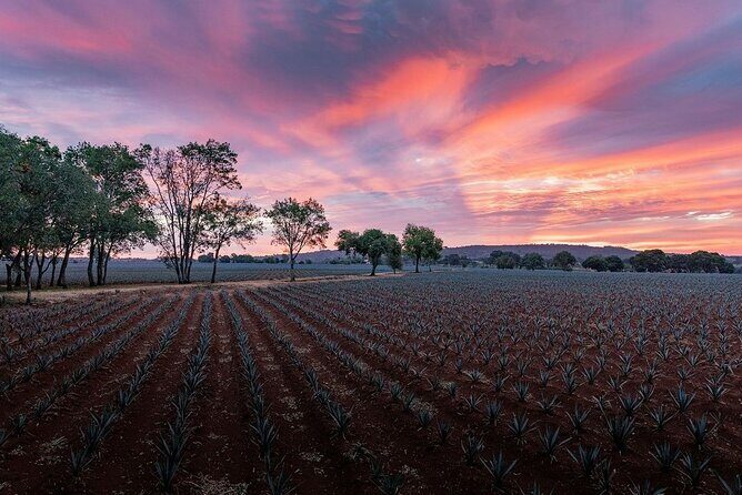 Private Tour to Distillery Tequila Ocho and Arandas - FAQ: Common Questions About the Tour