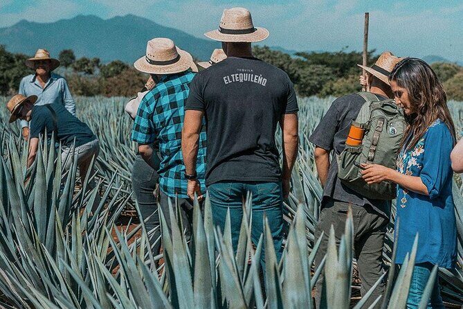 Private Tour to El Tequileño Distillery and visit to Tequila - A Deep Dive into the Itinerary