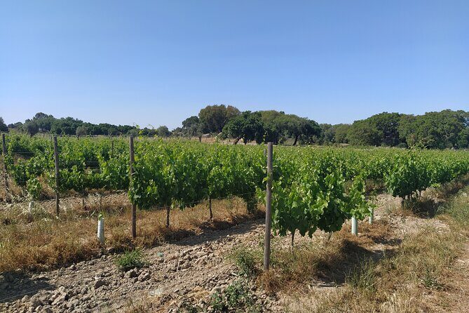 Private Tour to Évora with Wine tasting - The Sum Up