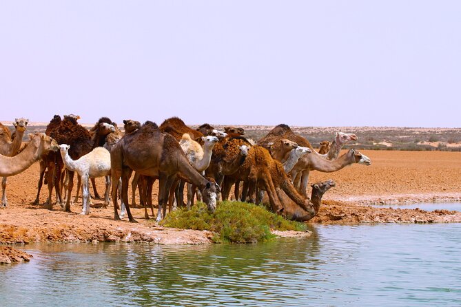 Private Tour To Imlili Natural And Human History - Transportation and Pickup Details