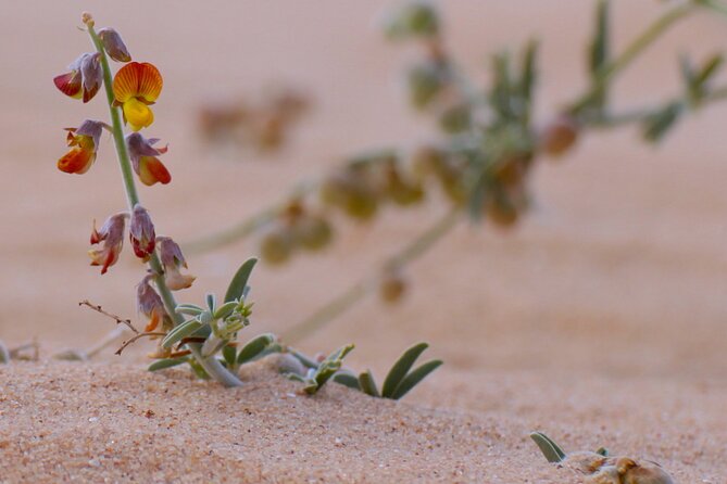 Private Tour To Imlili Natural And Human History - Cancellation and Booking Flexibility