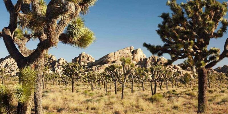 Private tour to Joshua Tree National park from Los Angeles - Key Points