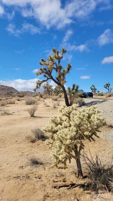 Private tour to Joshua Tree National park from Los Angeles - The Experience of a Guided Tour