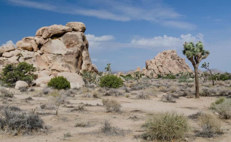 Private tour to Joshua Tree National park from Los Angeles - A Day in the Desert: Visualizing the Trip