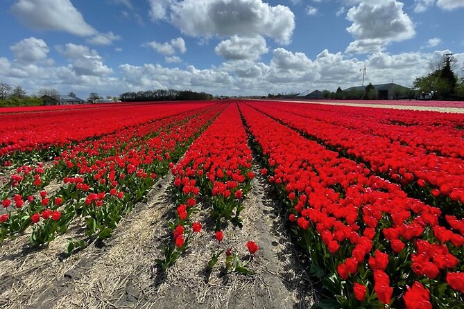 Private Tour to Keukenhof Gardens With Guide - Full Day Tour From Amsterdam - Exploring Keukenhof Gardens