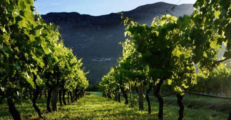 Private tour to Konavle valley with wine tasting - A Journey Through the Beautiful Konavle Valley