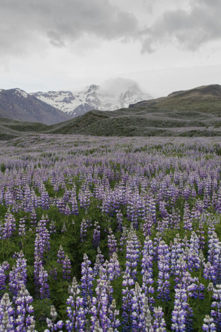Private Tour to Landmannalaugar. Explore the Highlands - Customer Reviews and Feedback