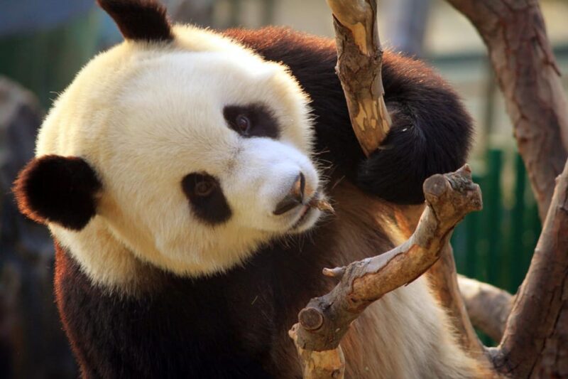 Private Tour to Panda House With Great Wall or City Sites - Good To Know