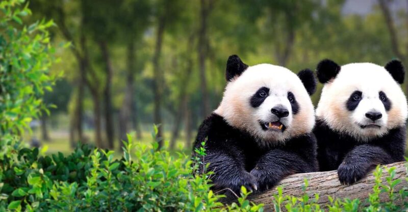 Private Tour to Panda House With Great Wall or City Sites - Panda House + Mutianyu Great Wall