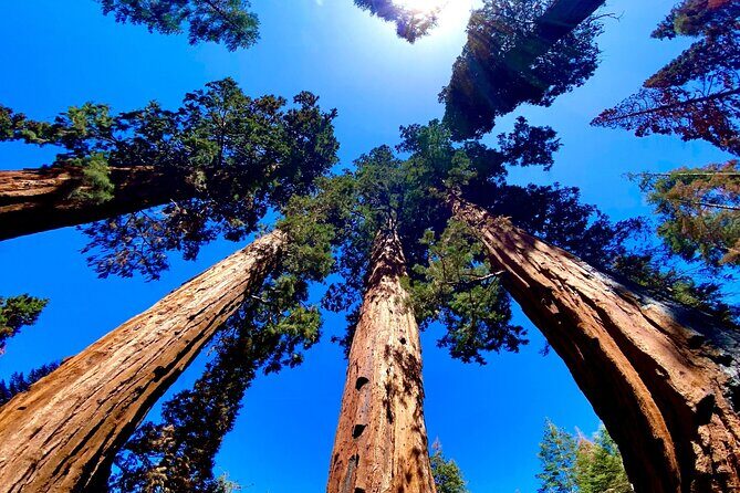 Private Tour to Sequoia and Kings Canyon National Parks - Why Choose This Private Tour?
