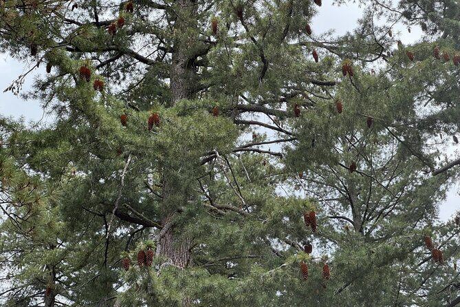 Private Tour to Sequoia and Kings Canyon National Parks - Who Is This Tour Best For?