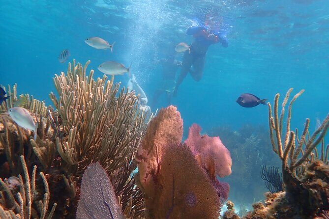 Private Tour to Stingray City & Snorkeling at Coral Gardens - Final Thoughts