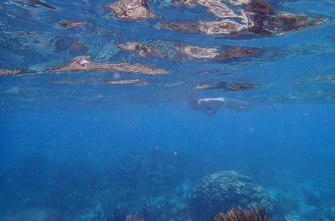 Private Tour to Stingray City & Starfish Point Beach - The Sum Up  