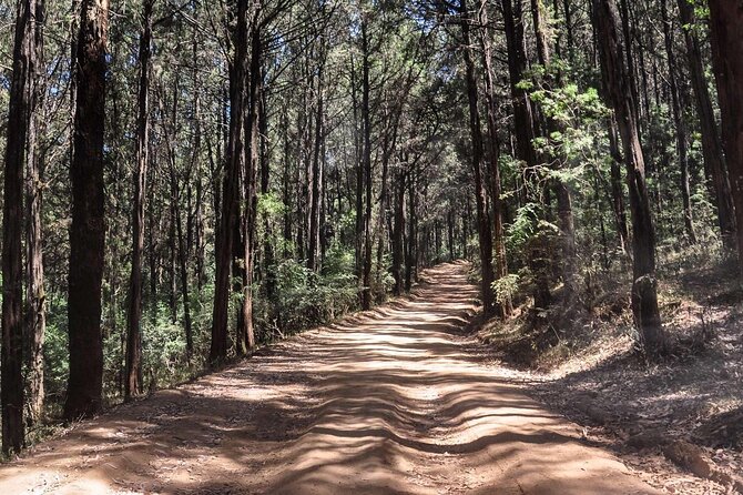 Private Tour to Suba Forest and Highest Peak With Lunch - Tour Inclusions