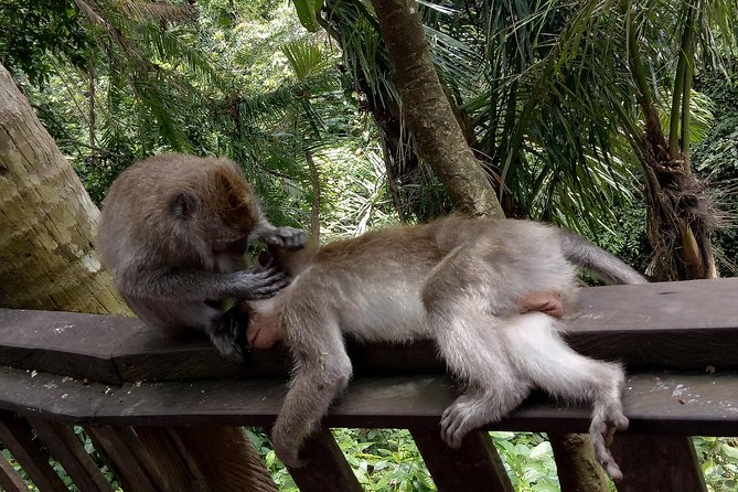 Private Tour to Sumampan Waterfall, Monkey Forest, Rice Terraces and Swing - Sumampan Waterfall Exploration