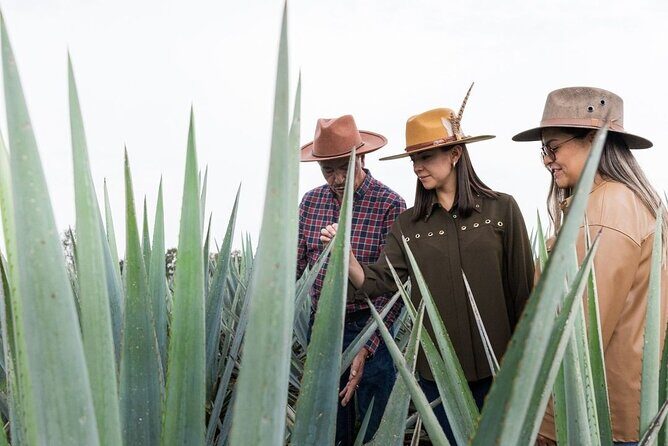 Private Tour to Tequila Ocho Distillery and the Town of Arandas - Who Will Love This Tour?