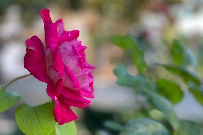 Private Tour to The Alhambra and Generalife from Motril port - Palace of Charles V: A Unique Christian Construction