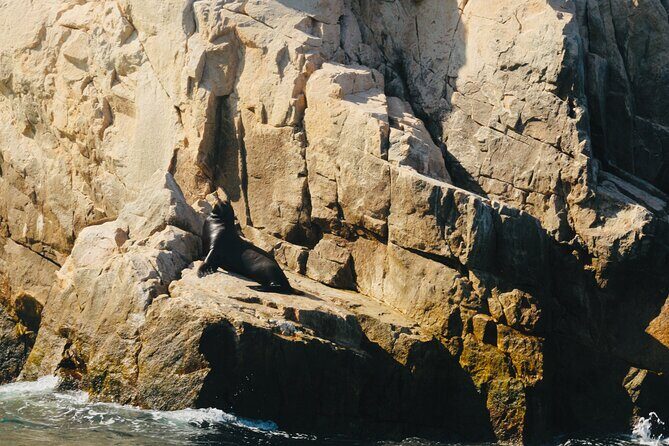 Private Tour to the Arch of Cabo San Lucas by Glass Bottom Boat - Price and Value