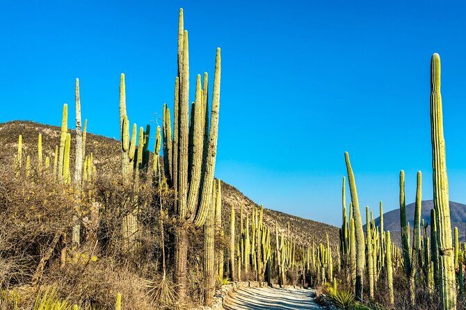Private Tour to the Tehuacán Biosphere Reserve - What the Reviews Say