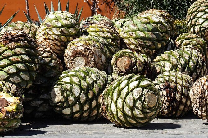 Private Tour to the Tehuacán Biosphere Reserve - Summary: Who Will Love This Tour?