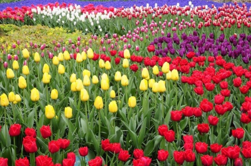 Private Tour to Tulip Experience, Keukenhof & Giethoorn - Keukenhof Gardens
